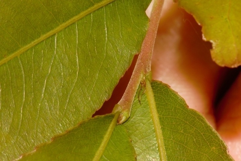 Ochna puberula photo 2