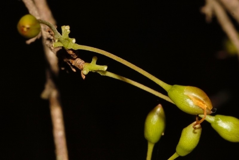 Ochna puberula photo 3