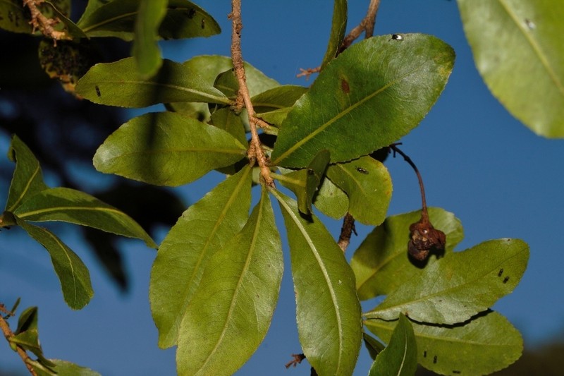 Ochna puberula photo 4
