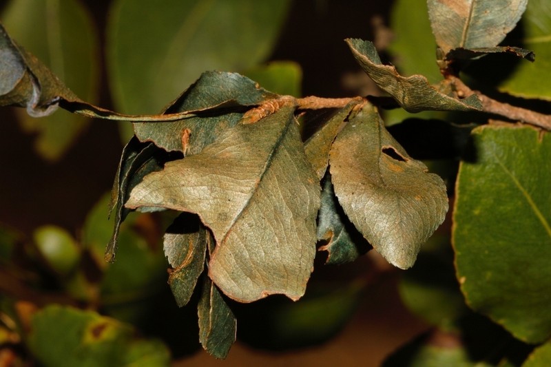 Ochna puberula photo 5