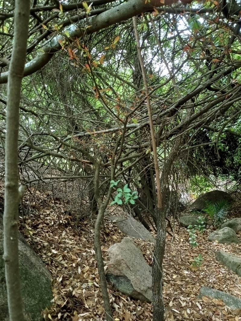 Ochna puberula photo 6