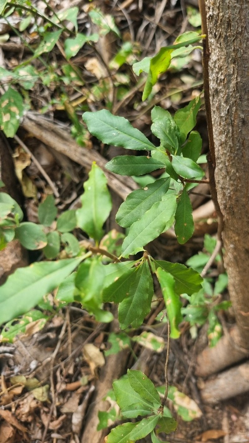 Ochna puberula photo 7