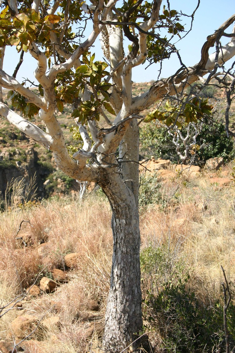 Ochna pulchra