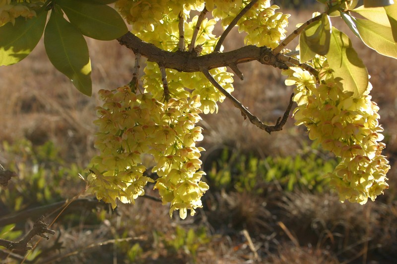 Ochna pulchra photo 2