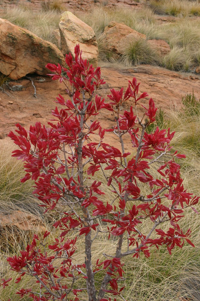 Ochna pulchra photo 3