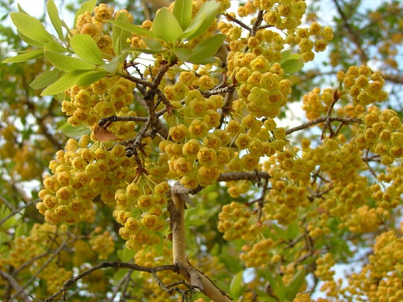 Ochna pulchra photo 7
