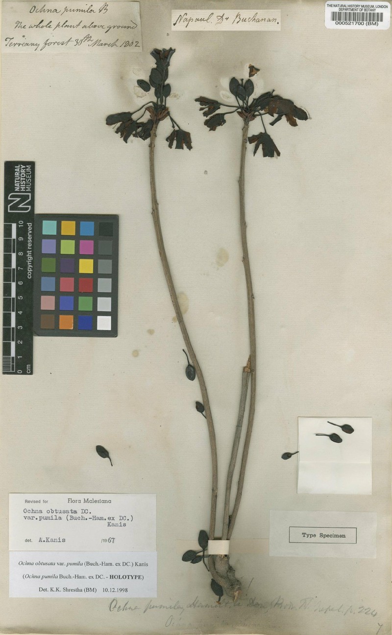 Ochna pumila