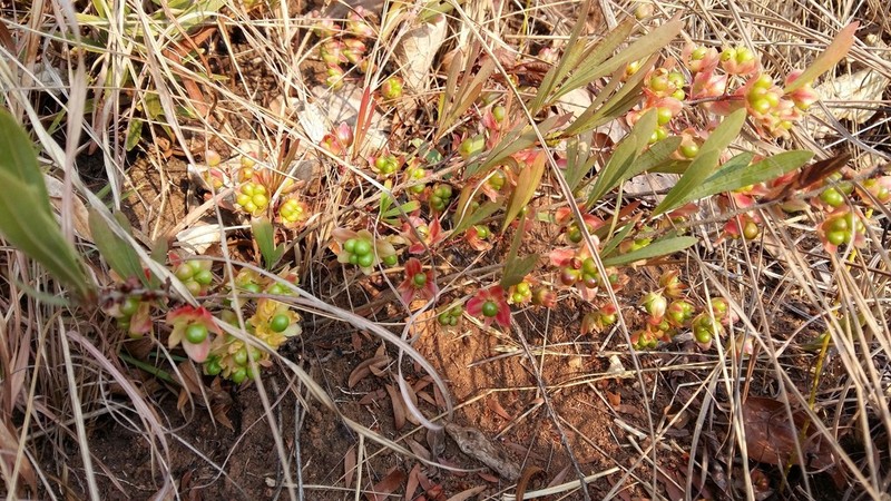 Ochna pygmaea