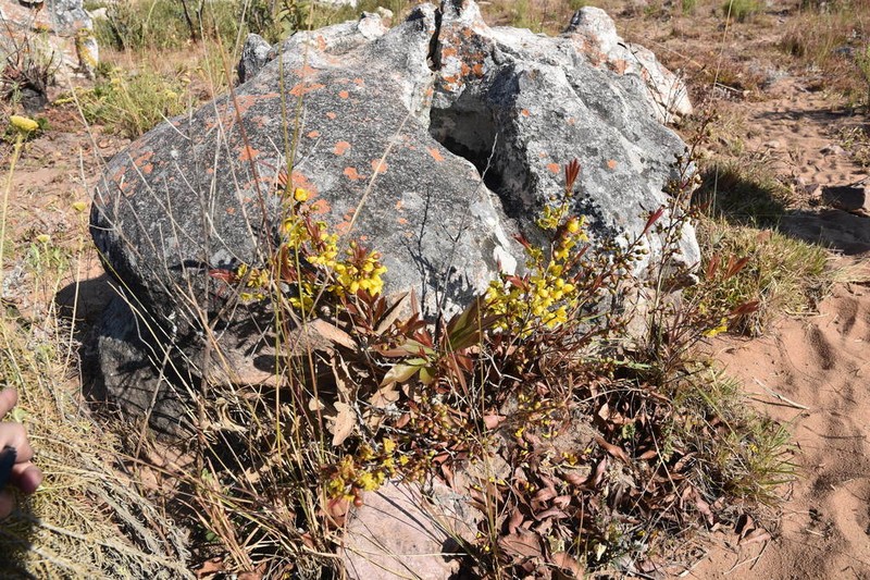 Ochna pygmaea photo 2