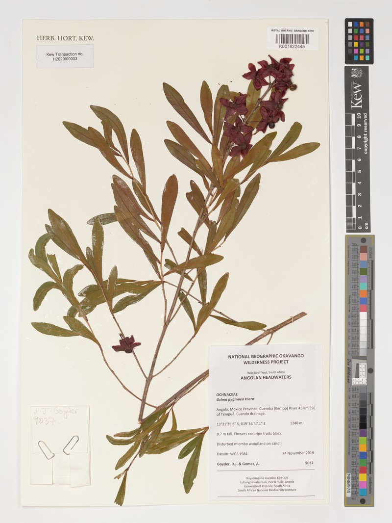 Ochna pygmaea photo 4