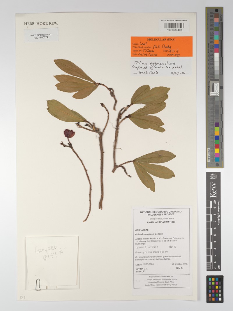 Ochna pygmaea photo 6