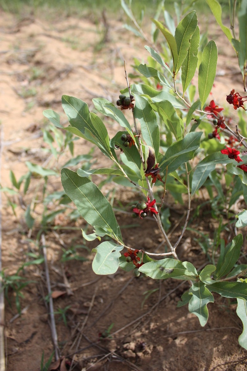 Ochna rhizomatosa