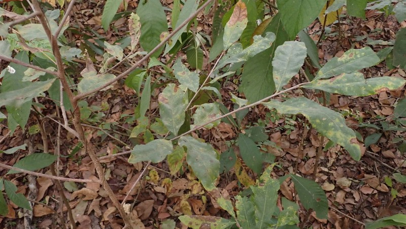 Ochna rhizomatosa photo 2