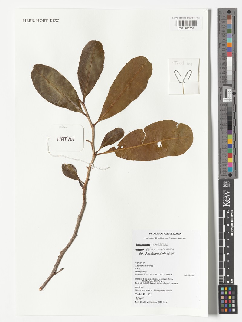 Ochna rhizomatosa photo 3