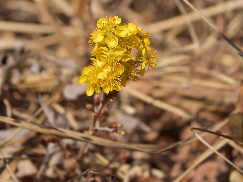 Ochna richardsiae