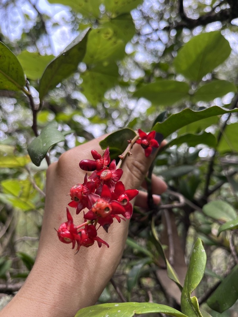 Ochna richardsiae photo 2