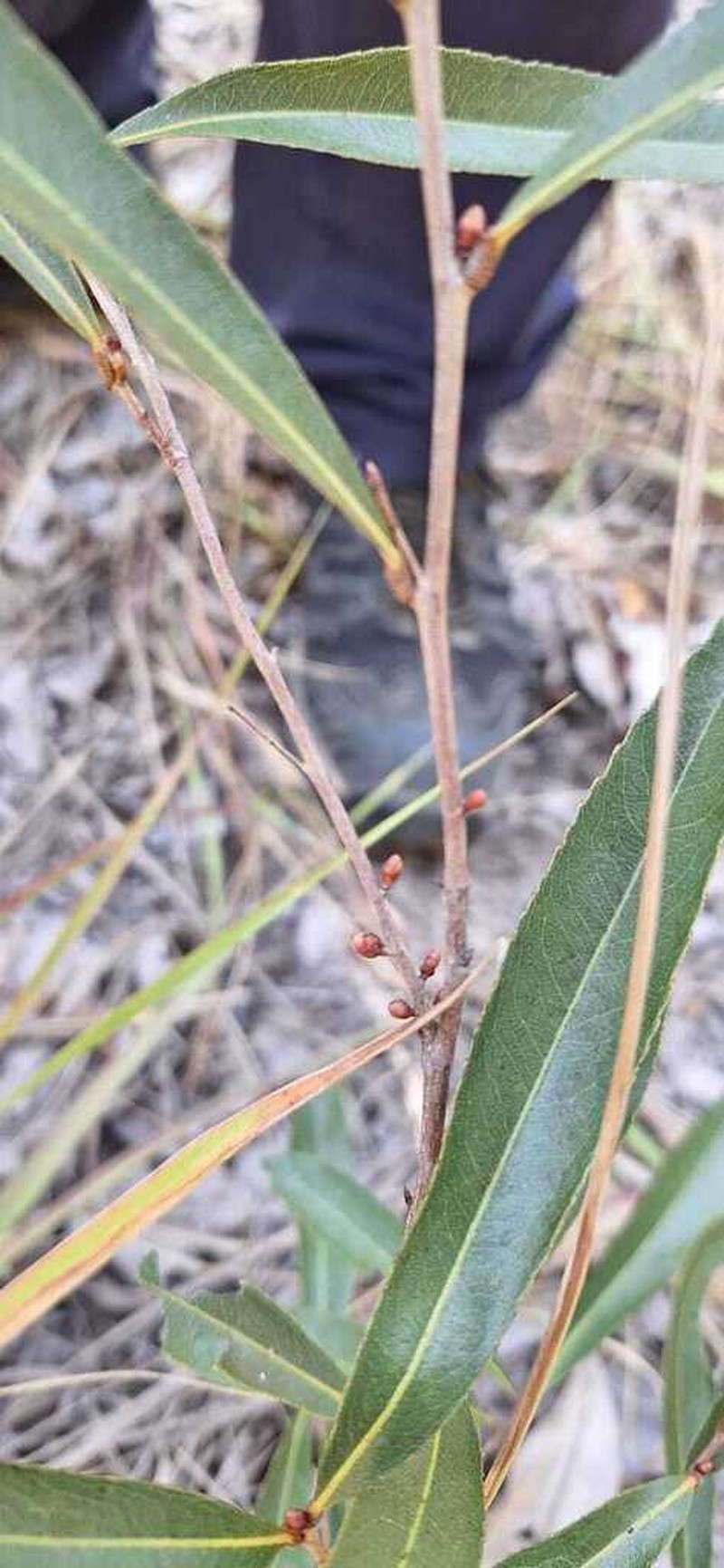Ochna richardsiae photo 3