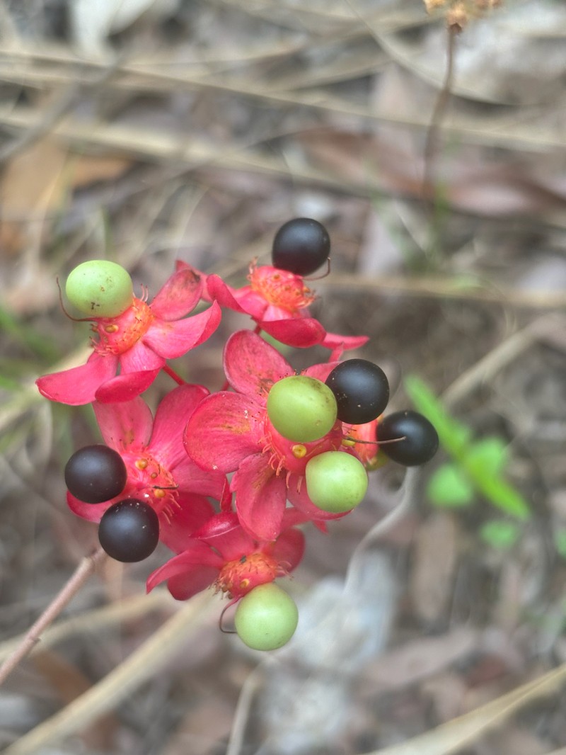 Ochna richardsiae photo 4