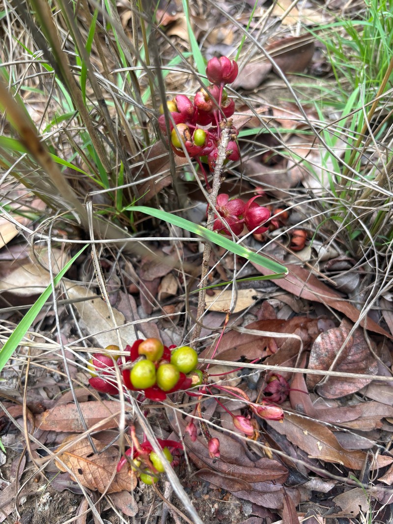 Ochna richardsiae photo 5