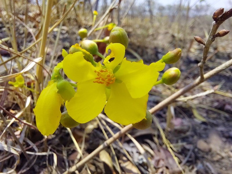 Ochna richardsiae photo 8