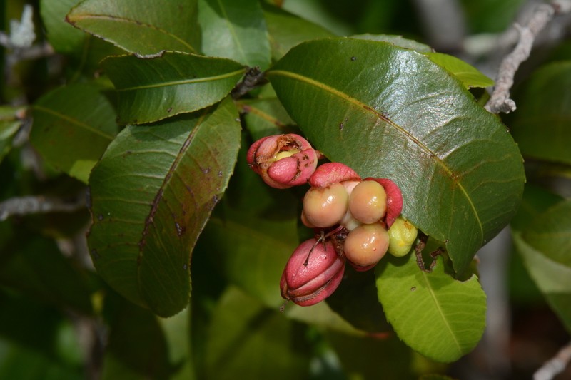Ochna rovumensis