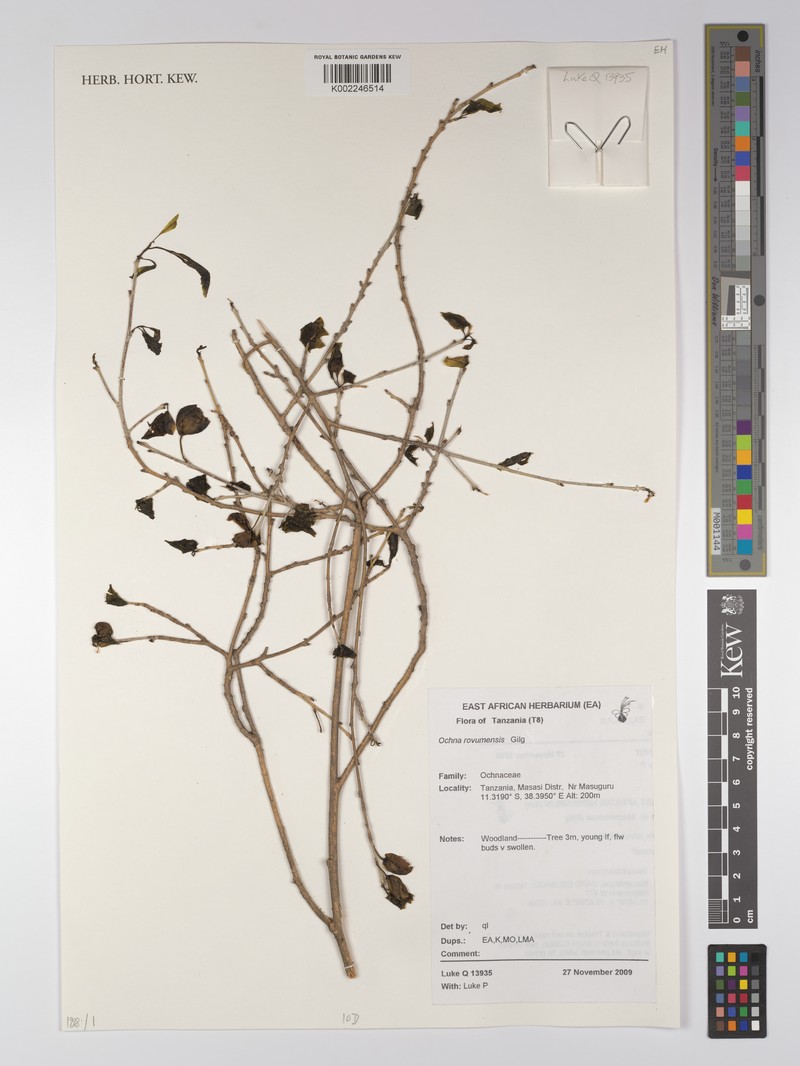 Ochna rovumensis photo 2