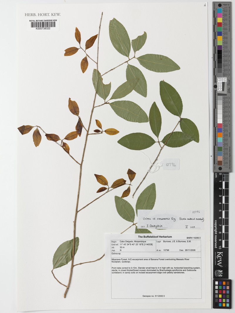 Ochna rovumensis photo 3