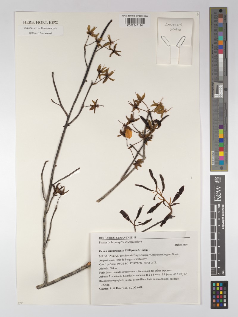 Ochna sambiranensis