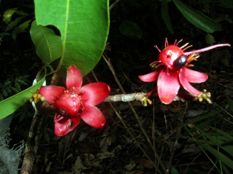 Ochna sambiranensis photo 2