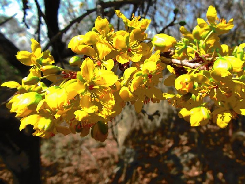 Ochna schweinfurthiana