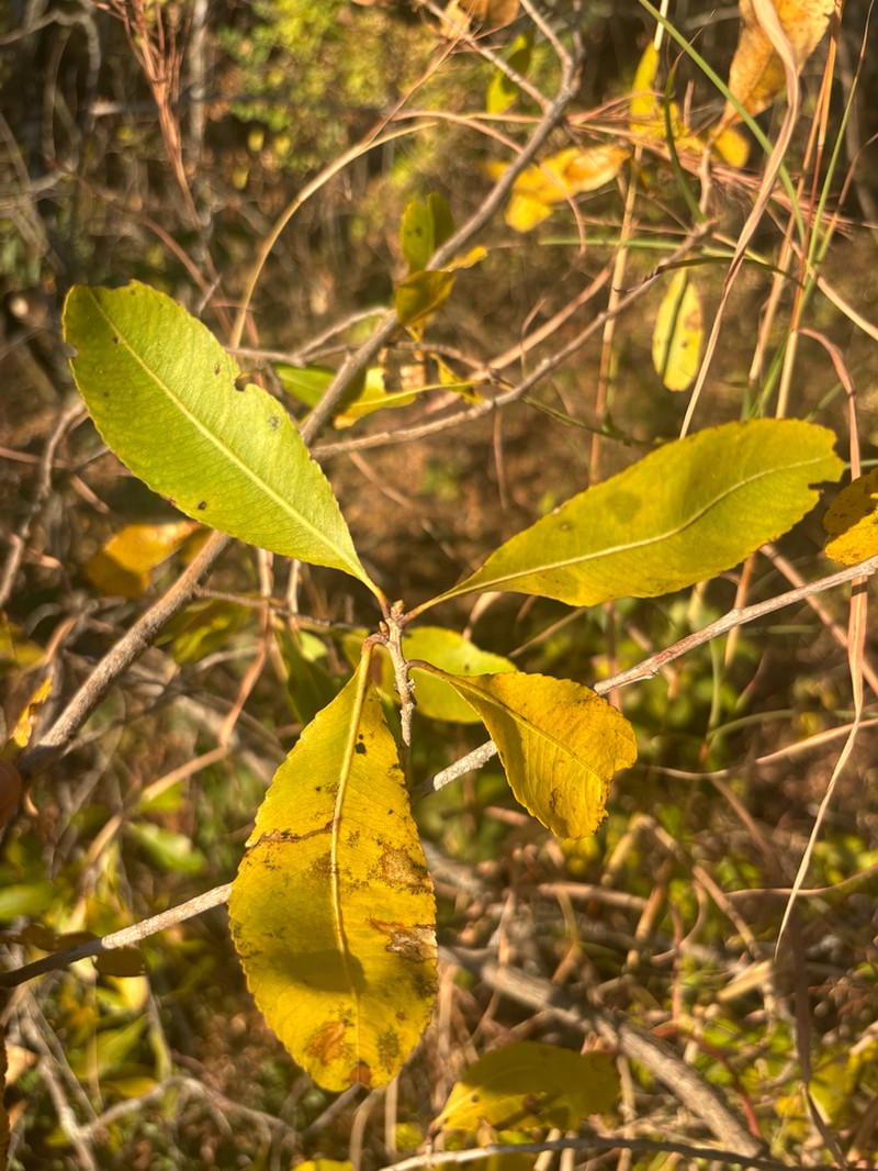 Ochna schweinfurthiana photo 2