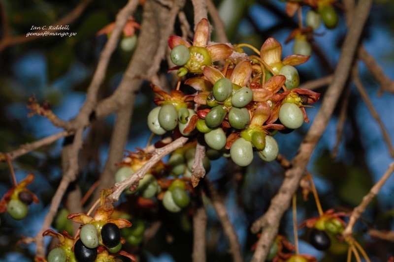 Ochna schweinfurthiana photo 3