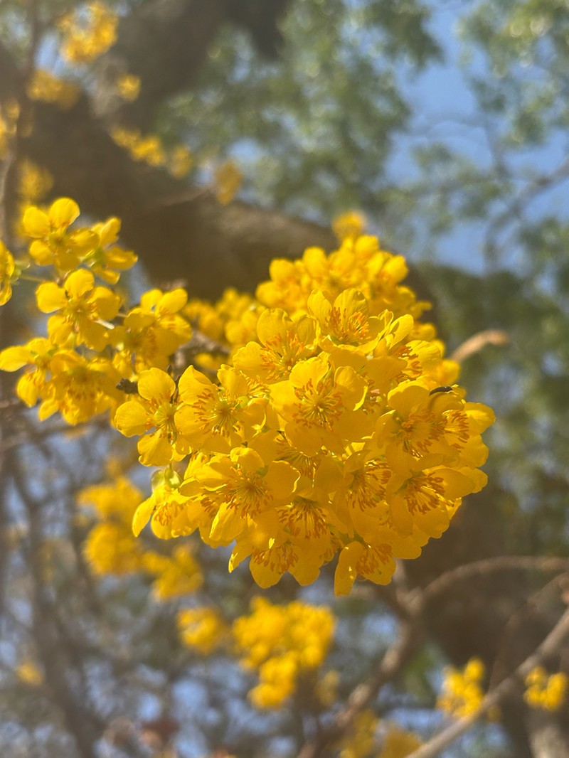Ochna schweinfurthiana photo 4