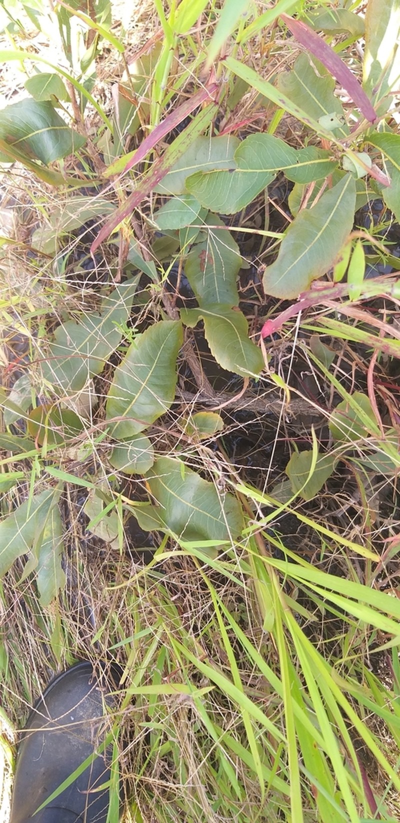 Ochna schweinfurthiana photo 5