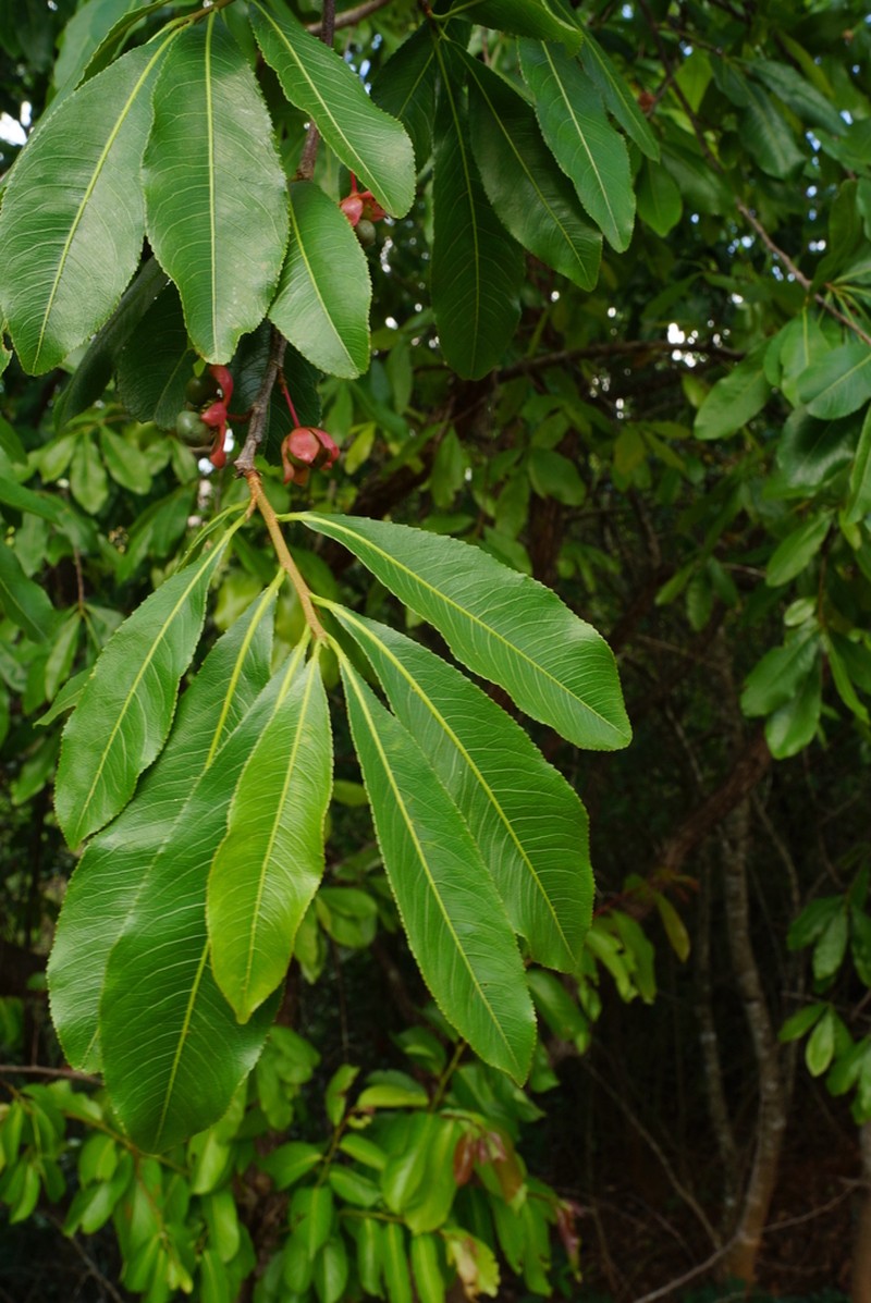 Ochna schweinfurthiana photo 6