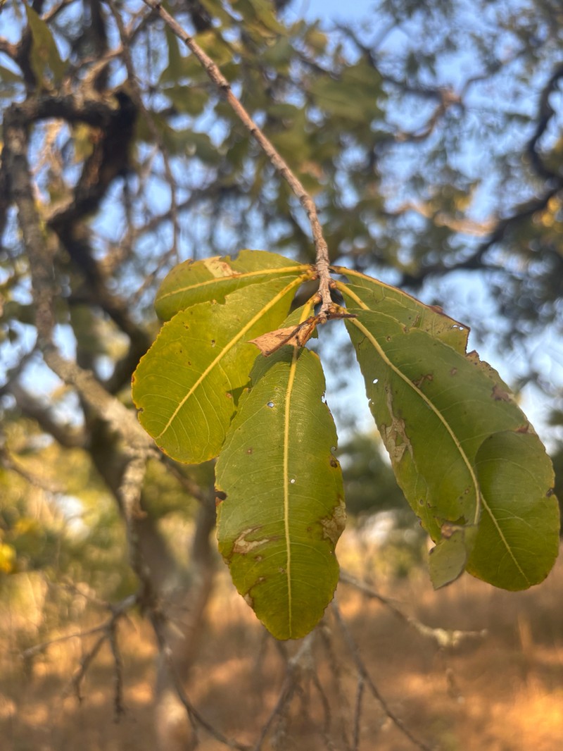Ochna schweinfurthiana photo 7