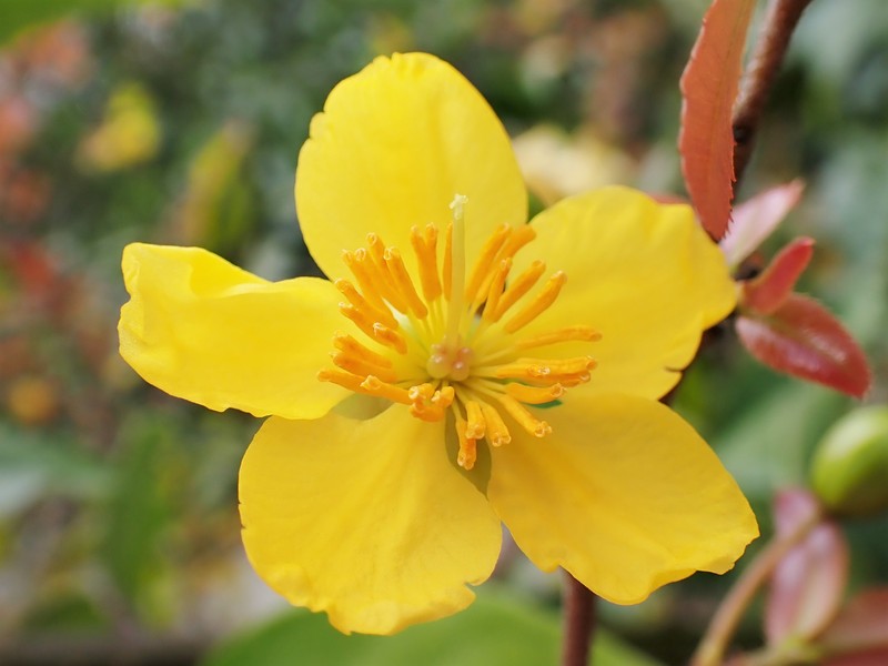 Mickey Mouse Plant photo 2