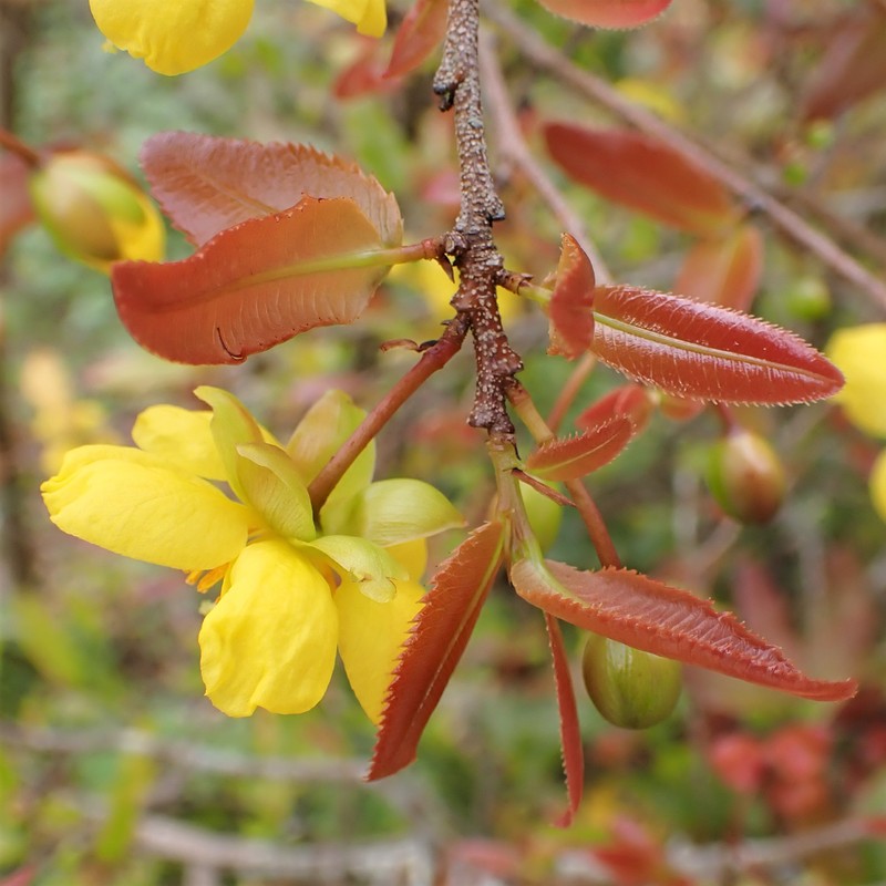 Mickey Mouse Plant photo 3