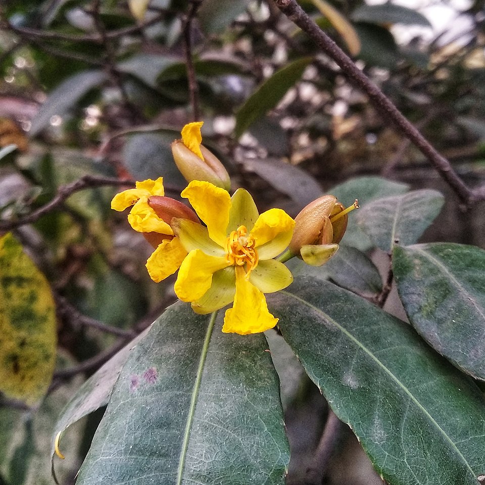 Mickey Mouse Plant photo 4