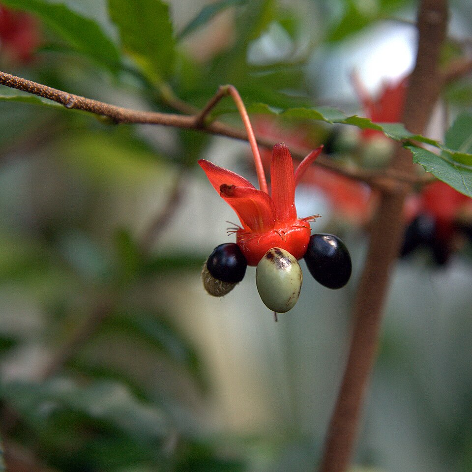 Mickey Mouse Plant photo 5