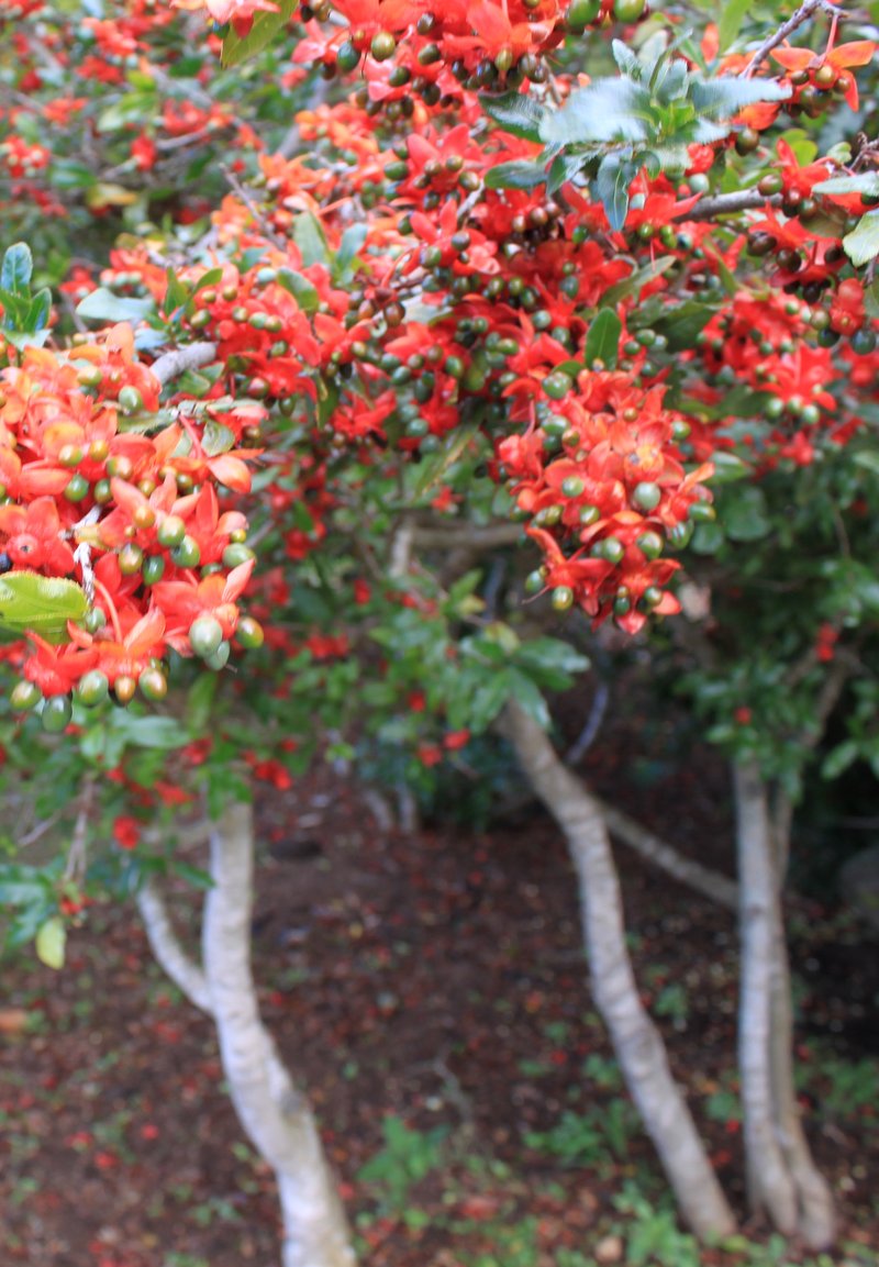 Mickey Mouse Plant photo 6