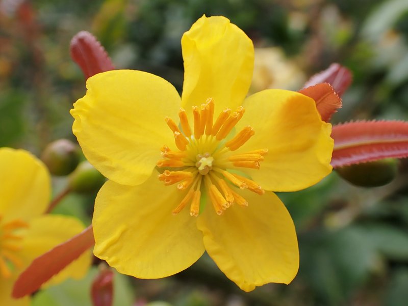 Mickey Mouse Plant photo 8