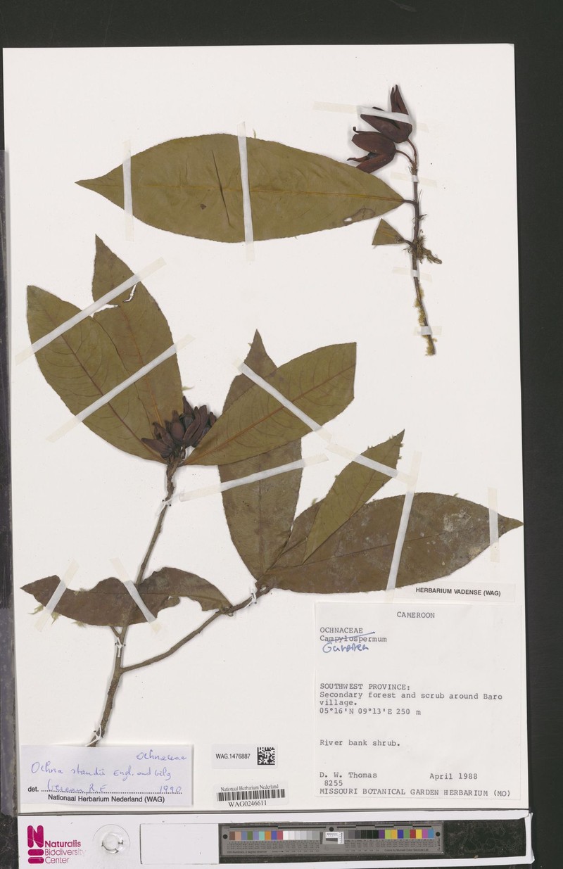 Ochna staudtii photo 2