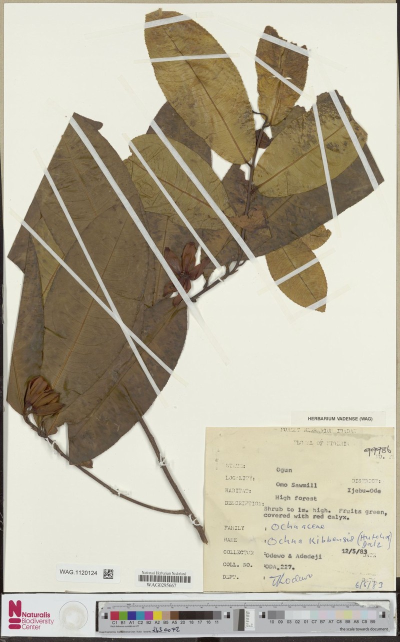 Ochna staudtii photo 3