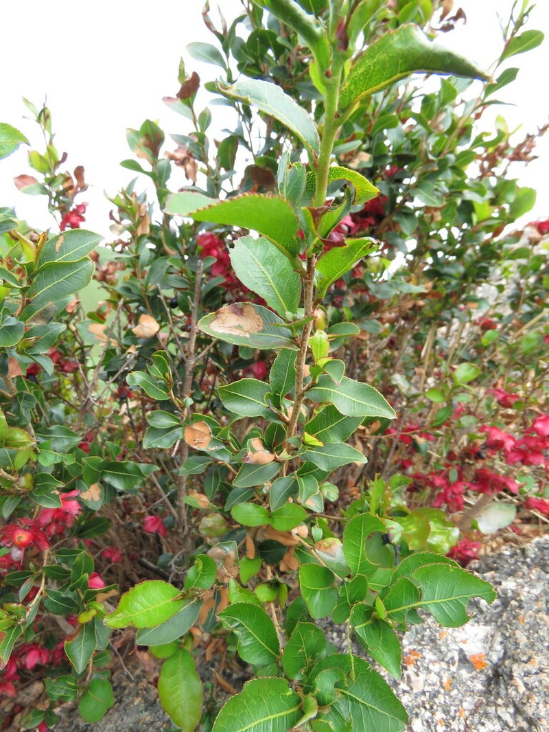 Ochna stolzii photo 2