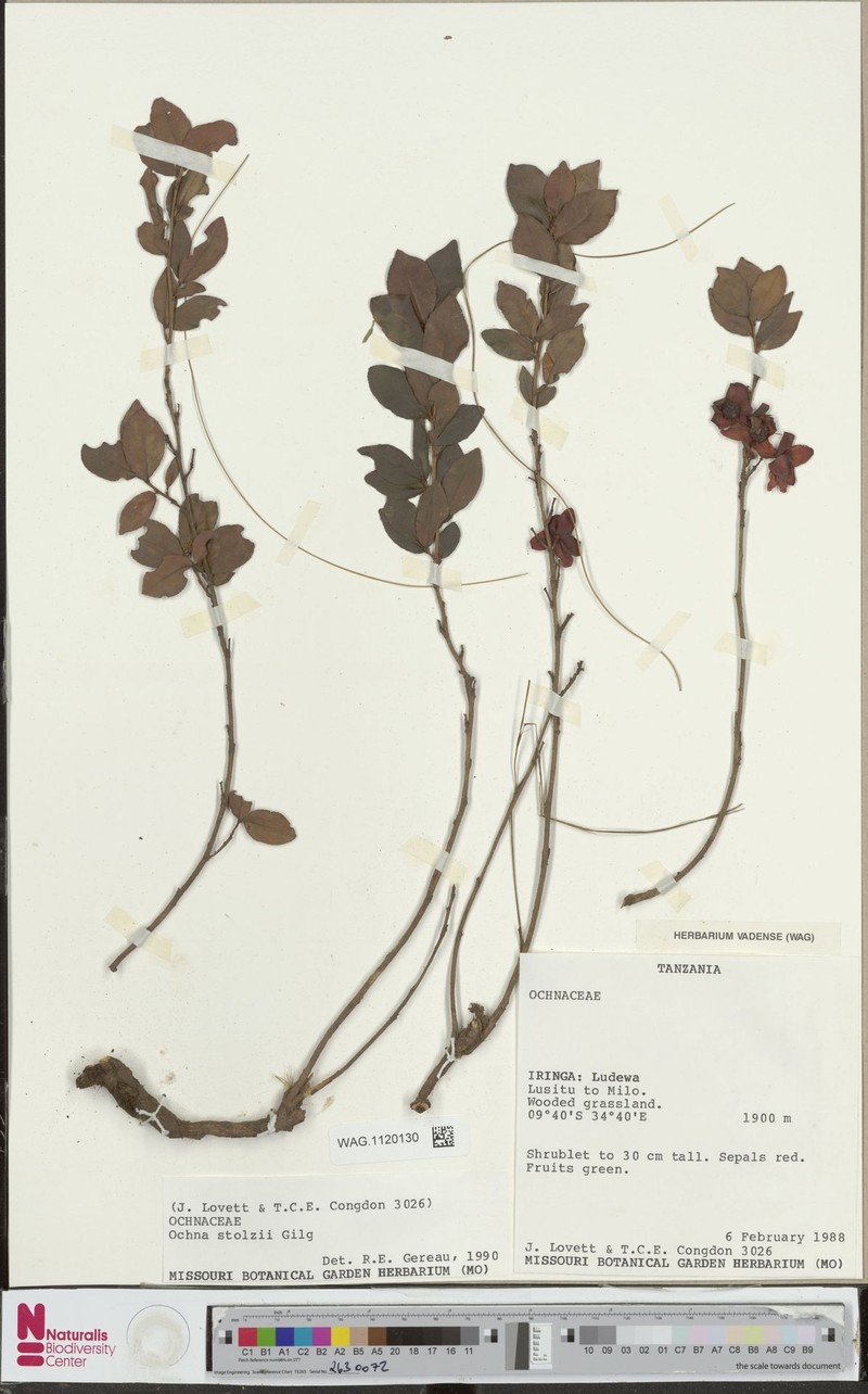 Ochna stolzii photo 5