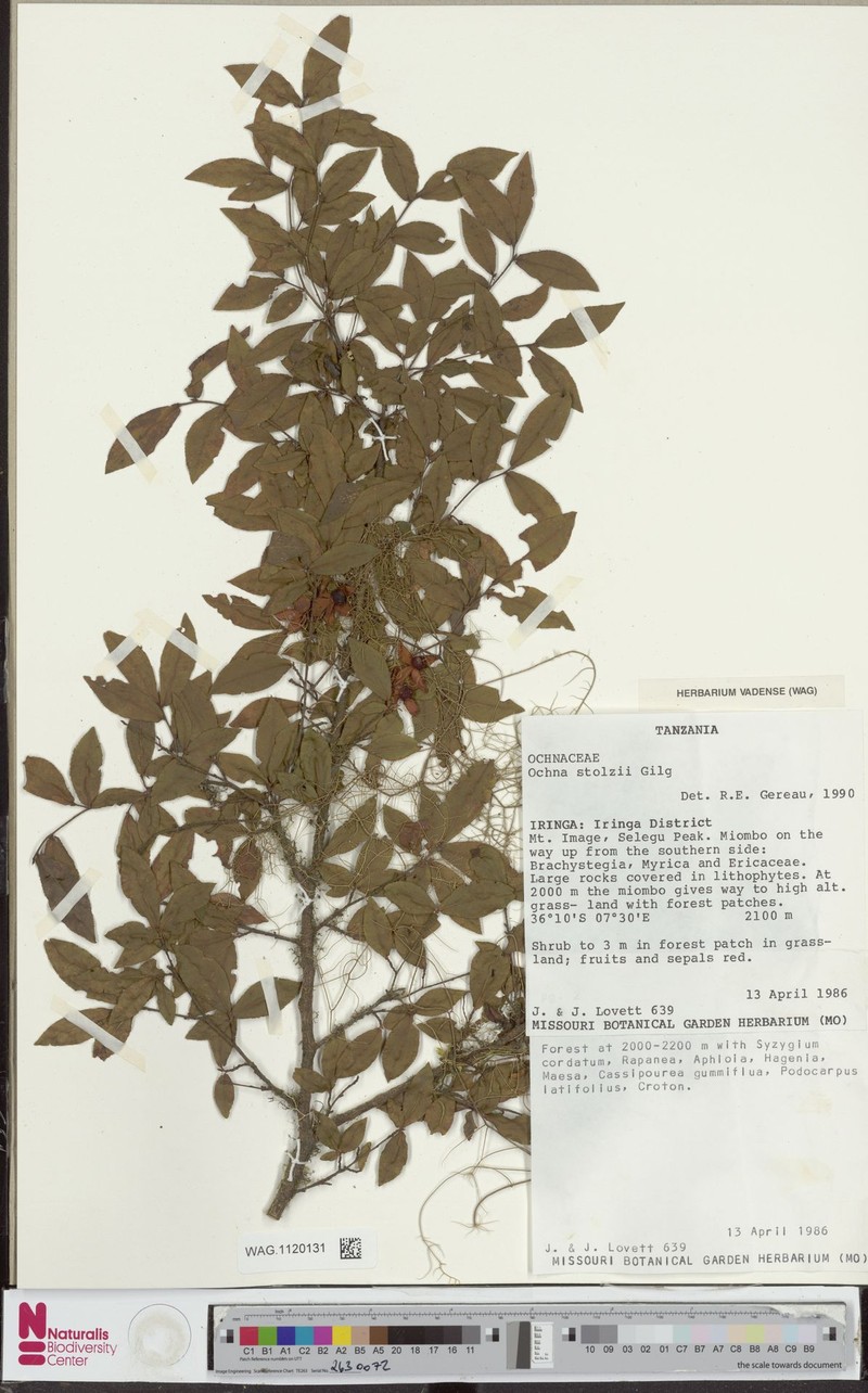 Ochna stolzii photo 6