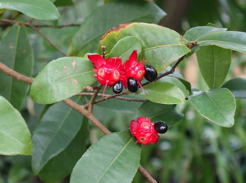 Thomas' Bird's-Eye Bush photo 3