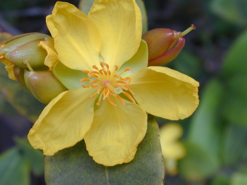 Thomas' Bird's-Eye Bush photo 4