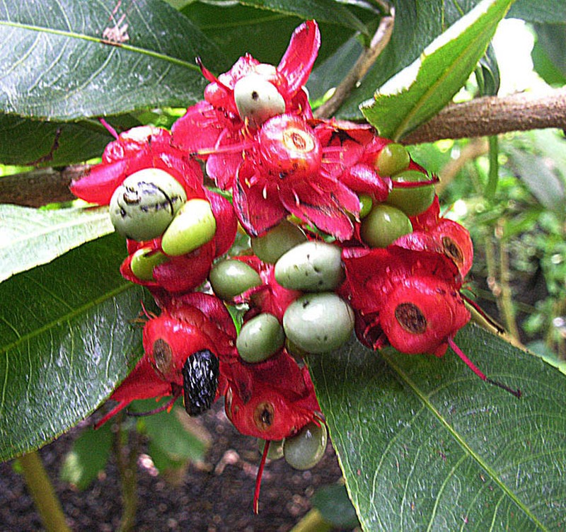 Thomas' Bird's-Eye Bush photo 5